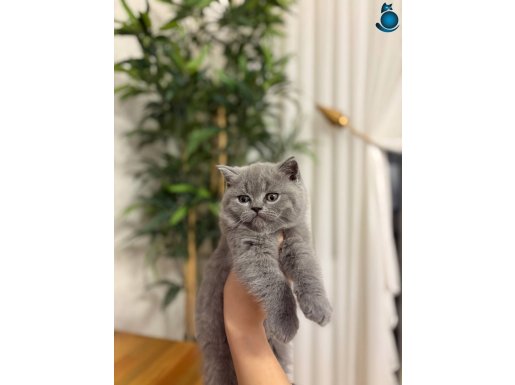 EŞSİZ YÜZ YAPISINA SAHİP BRITISH SHORTHAİR YAVRULARIM 