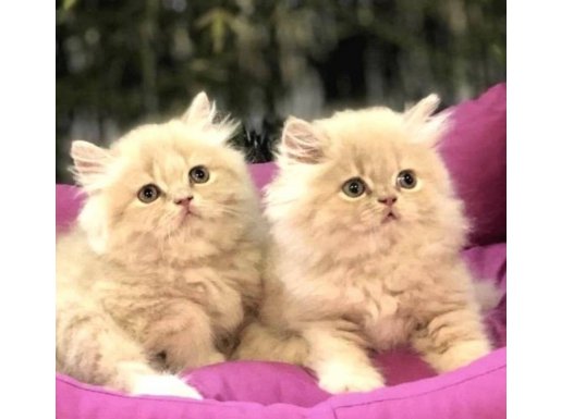 BRITISH LONGHAIR SEVİMLİ KARDEŞLER 