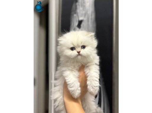 EŞSİZ GÜZELLİKTE BRITISH YAVRULARIM TESLİME HAZIR