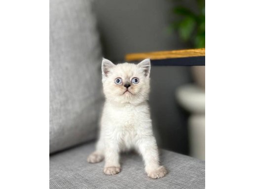 BİRBİRİNDEN GÜZEL BRITISH YAVRULARIM TESLİME HAZIR 