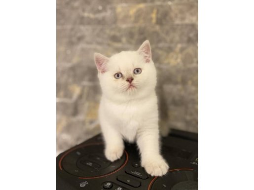 BRITISH SHORTHAIR SILVER POINT YAVRULARIM