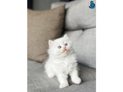 MASMAVİ GÖZLERE SAHİP BRİTİSH LONGHAIR YAVRULARIM 