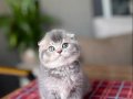 BİRBİRİNDEN GÜZEL SCOTTISH FOLD YAVRULAR