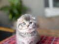 BİRBİRİNDEN GÜZEL SCOTTISH FOLD YAVRULAR