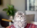 BİRBİRİNDEN GÜZEL SCOTTISH FOLD YAVRULAR