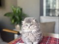 BİRBİRİNDEN GÜZEL SCOTTISH FOLD YAVRULAR