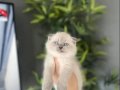 BİRBİRİNDEN GÜZEL SCOTTISH FOLD YAVRULAR