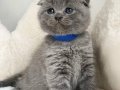 BİRBİRİNDEN GÜZEL SCOTTISH FOLD YAVRULAR