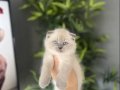 BİRBİRİNDEN GÜZEL SCOTTISH FOLD YAVRULAR