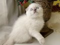 SCOTTISH FOLD BLUE POİNT YAVRULAR