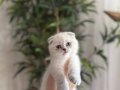 SCOTTISH FOLD SILVER POİNT YAVRULARIM 