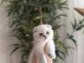 SCOTTISH FOLD SILVER POİNT YAVRULARIM 
