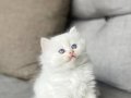 BRITISH LONGHAIR MASMAVİ GÖZLÜ YAVRULARIM 
