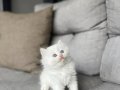 BRITISH LONGHAIR MASMAVİ GÖZLÜ YAVRULARIM 
