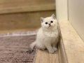 BEBEK YÜZ BRITISH SHORTHAİR YAVRULARIM 
