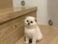 BİRBİRİNDEN GÜZEL SCOTTISH FOLD YAVRULARIM 