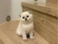 BİRBİRİNDEN GÜZEL SCOTTISH FOLD YAVRULARIM 