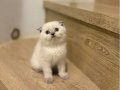 BİRBİRİNDEN GÜZEL SCOTTISH FOLD YAVRULARIM 
