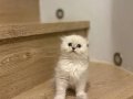 BİRBİRİNDEN GÜZEL SCOTTISH FOLD YAVRULARIM 