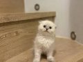 BİRBİRİNDEN GÜZEL SCOTTISH FOLD YAVRULARIM 
