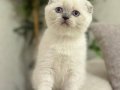 MASMAVİ GÖZLERE SAHİP SCOTTISH FOLD BLUE POİNT YAVRULARIM