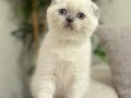MASMAVİ GÖZLERE SAHİP SCOTTISH FOLD BLUE POİNT YAVRULARIM