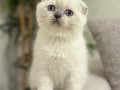 MASMAVİ GÖZLERE SAHİP SCOTTISH FOLD BLUE POİNT YAVRULARIM