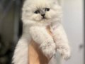 MASMAVİ GÖZLERE SAHİP SCOTTISH FOLD BLUE POİNT YAVRULARIM