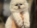 MASMAVİ GÖZLERE SAHİP SCOTTISH FOLD BLUE POİNT YAVRULARIM
