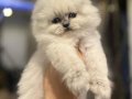 MASMAVİ GÖZLERE SAHİP SCOTTISH FOLD BLUE POİNT YAVRULARIM