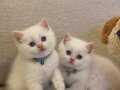 BRITISH SHORTHAİR EMSALSİZ GÜZELLİKTE YAVRULARIM 