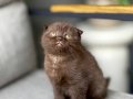 SCOTTISH FOLD CİNNAMON YAVRUM