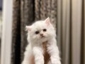 BEMBEYAZ TÜYLERE SAHİP BRITISH LONGHAIR YAVRULARIM 