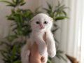 DÜNYA TATLISI SCOTTISH FOLD YAVRULARIMIZ