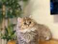 ÖZEL RENK GOLDEN BRITISH LONGHAIR YAVRULARIM