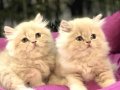 BRITISH LONGHAIR SEVİMLİ KARDEŞLER 