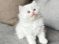 MASMAVİ GÖZLERE SAHİP BRİTİSH LONGHAIR YAVRULARIM 