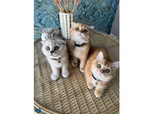 Scottish fold ve straight golden safkan erkek yavrular