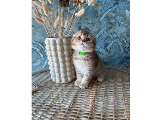 +A kalite Scottish Fold black golden dişi ve erkek yavrular