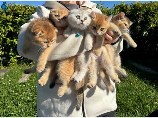 Scottish Fold ve S. straight dişi ve erkek safkan yavrular