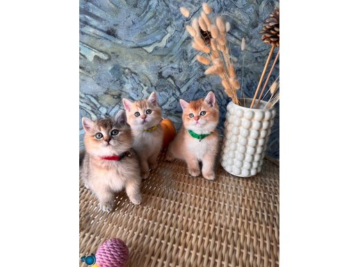 +A kalite Scottish Straight shorthair dişi ve erkek yavrular