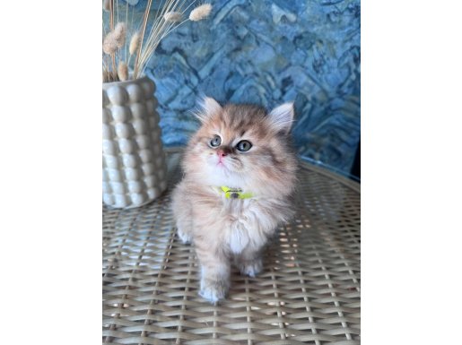 +A kalite İpeksi Kürklü Scottish Straight 