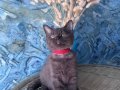 British shorthair safkan nadir bulunan chocolate erkek yavru