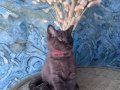 British shorthair safkan nadir bulunan chocolate erkek yavru