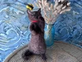 British shorthair safkan nadir bulunan chocolate erkek yavru