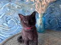 British shorthair safkan nadir bulunan chocolate erkek yavru