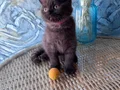 British shorthair safkan nadir bulunan chocolate erkek yavru