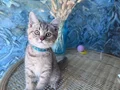 British shorthair black golden safkan dişi ve erkek yavru