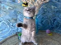 British shorthair black golden safkan dişi ve erkek yavru