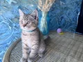 British shorthair black golden safkan dişi ve erkek yavru